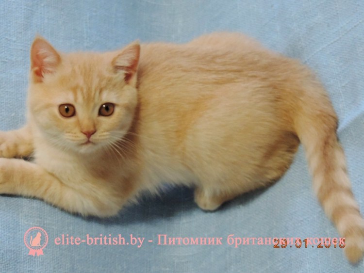 Шотландский кот камео