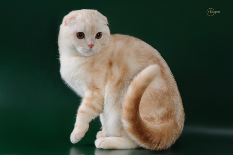 Скоттиш фолд камео