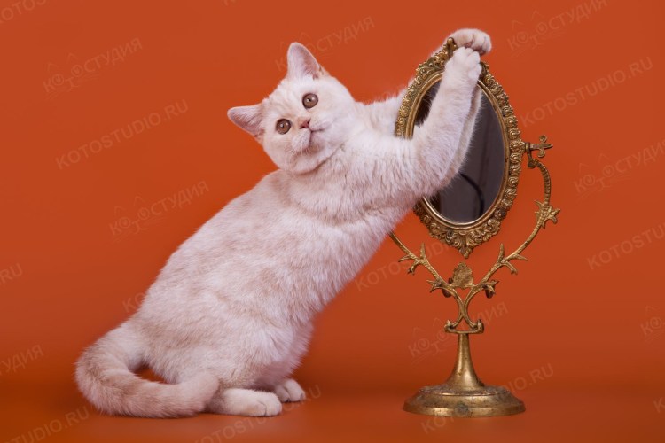 Шотландский табби окрас мраморный