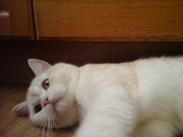 Шотландский кот камео