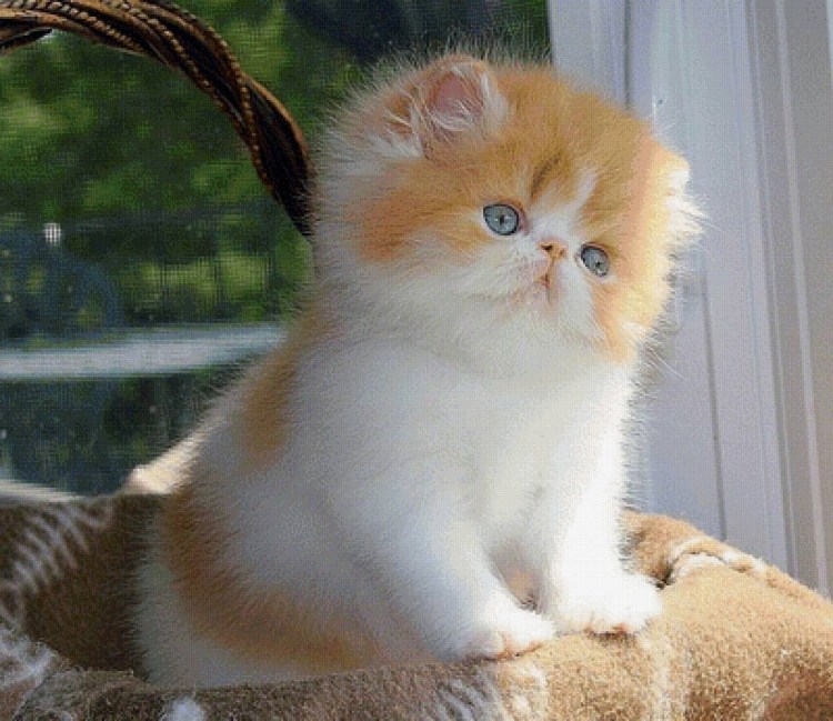 Персицкий кот палевый