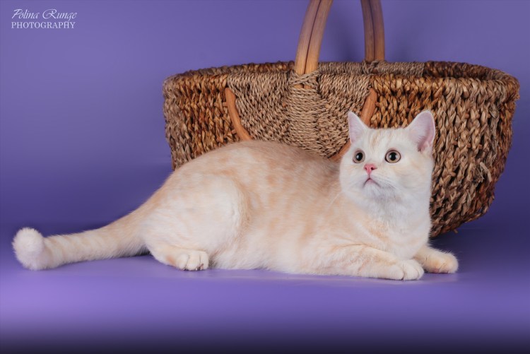 Камео табби шотландской