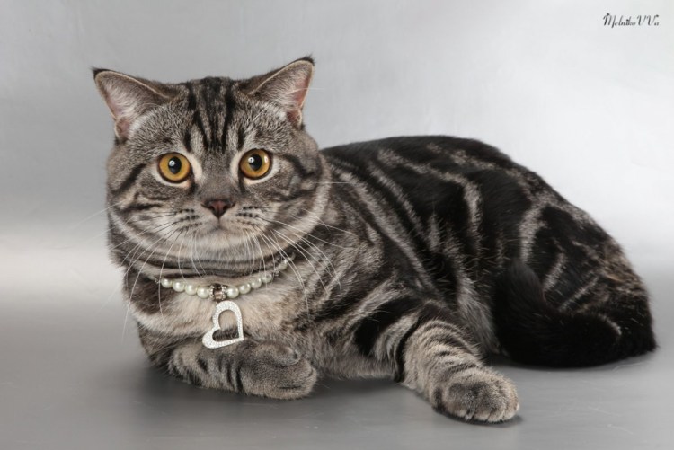 Скоттиш страйт британец кремовый