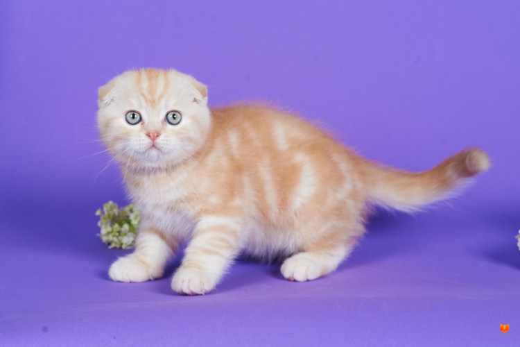 Курильский бобтейл мраморный