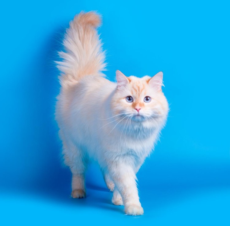 Персидская кошка колор Пойнт