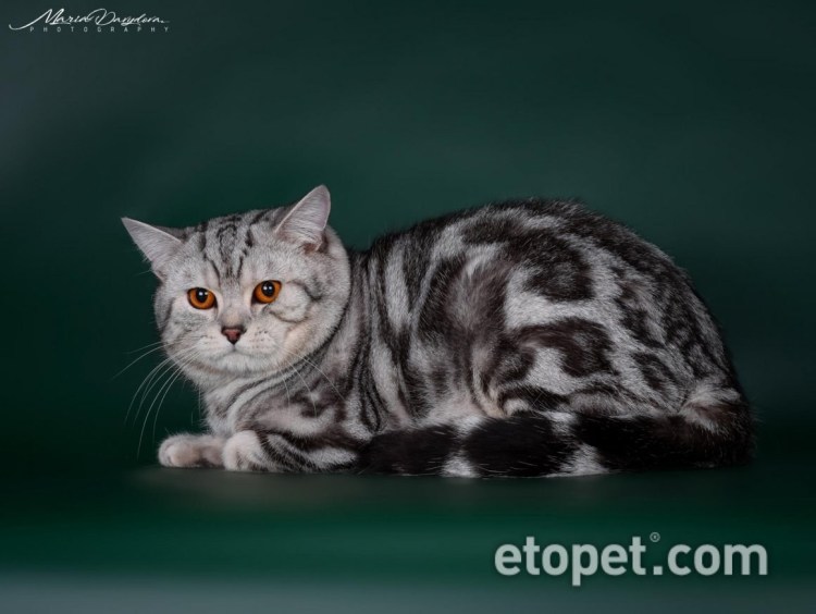 Шотландский скоттиш страйт кремовый