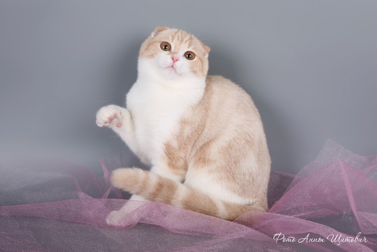 Персидская кошка камео