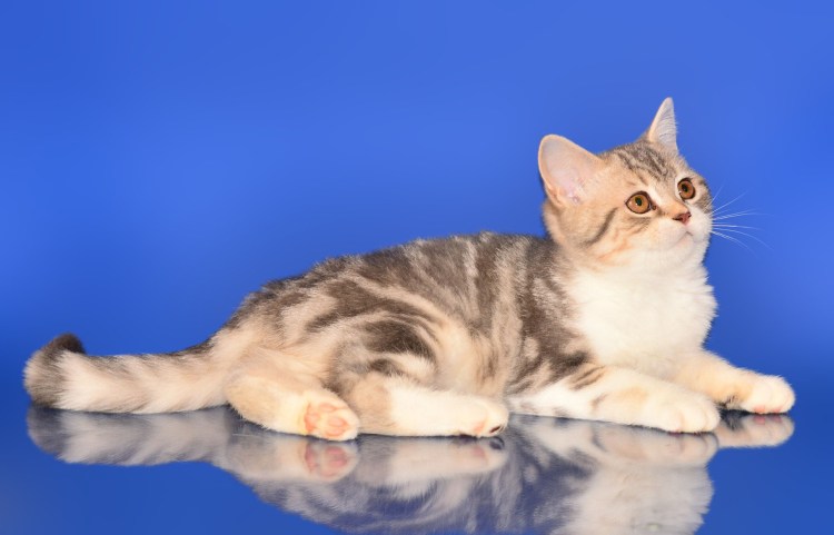 Персидская шиншилла