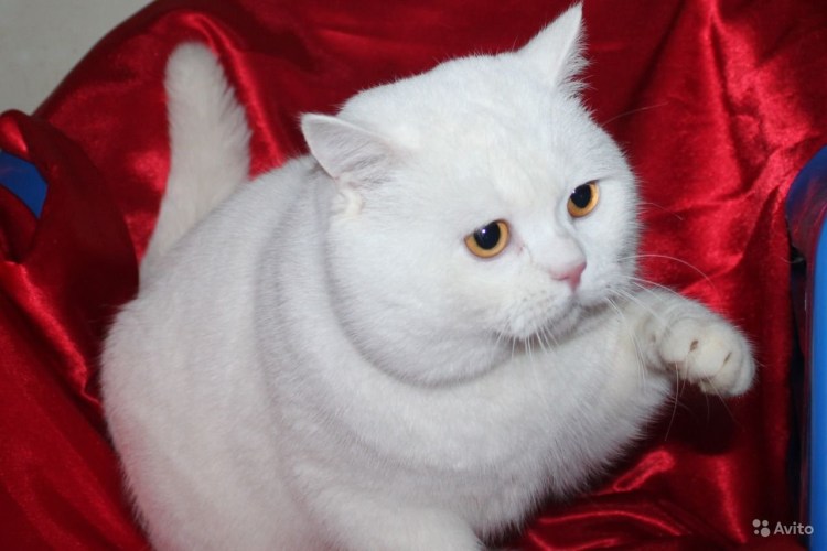 Персидская кошка