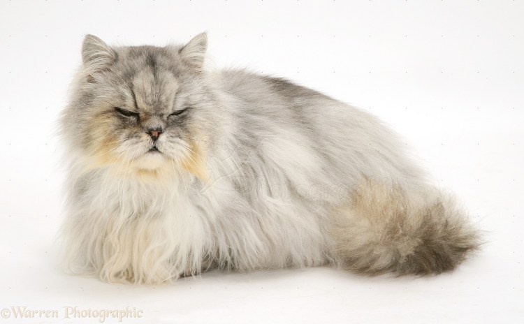 Персидская шиншилла экзот