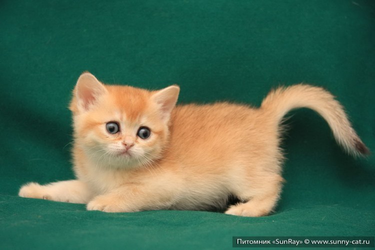 Скоттиш страйт спят на спине