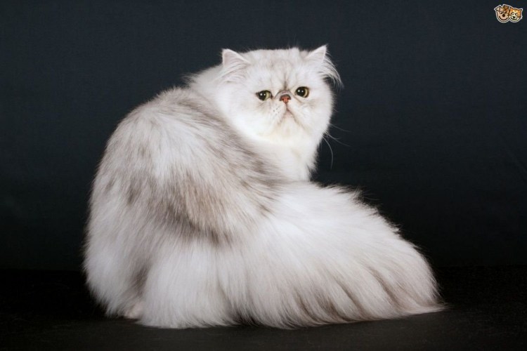 Окрасы британских кошек таблица обозначений