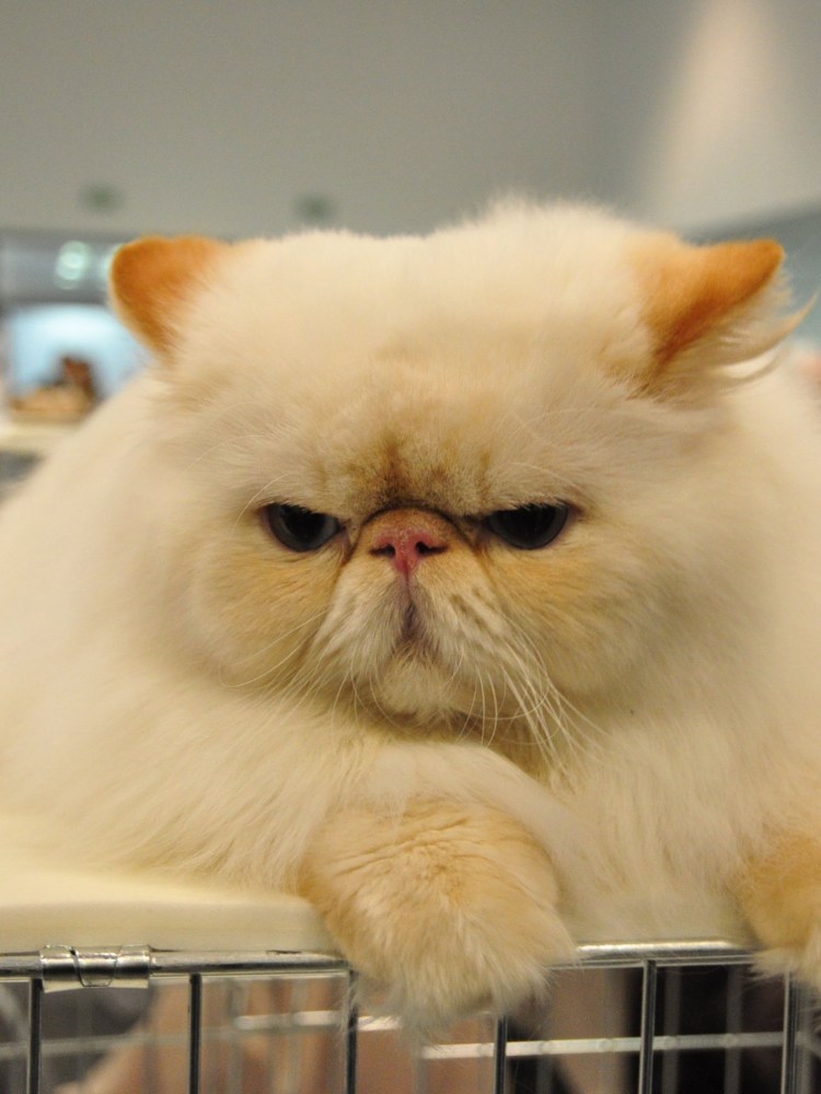 Breed Norwegian Forest Cat description character photo