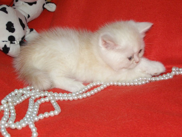 Камео британец