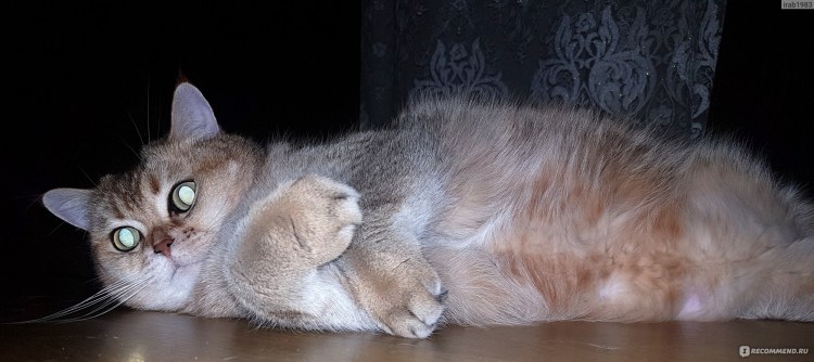 Любители кошек