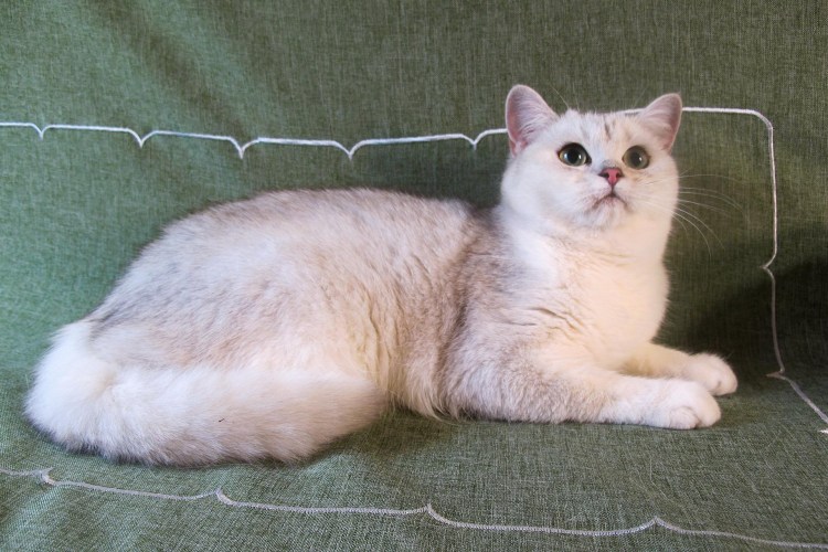 Серебристая шиншилла камео