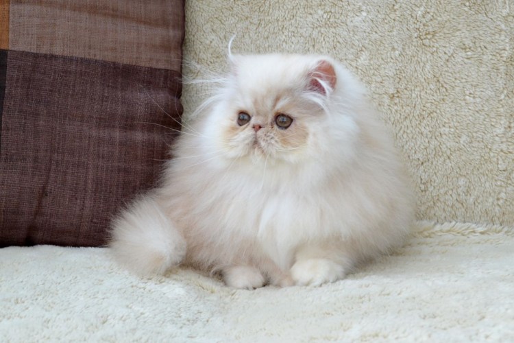 Скоттиш фолд камео