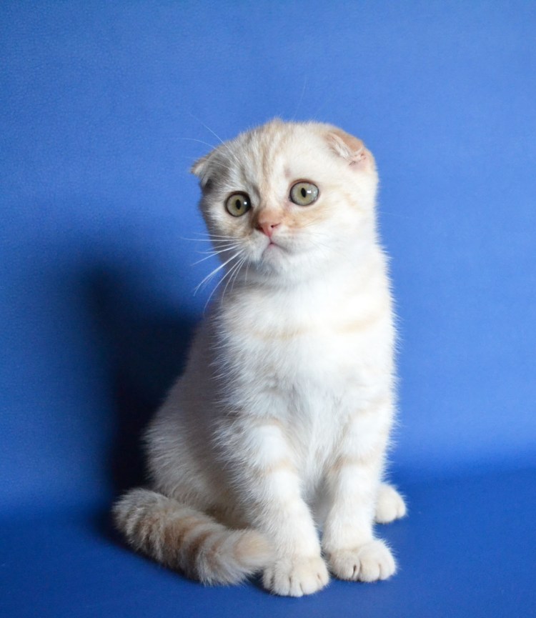 Скоттиш фолд камео