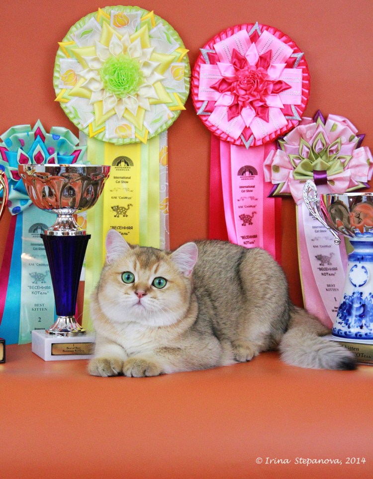 Кот Луи из Техаса