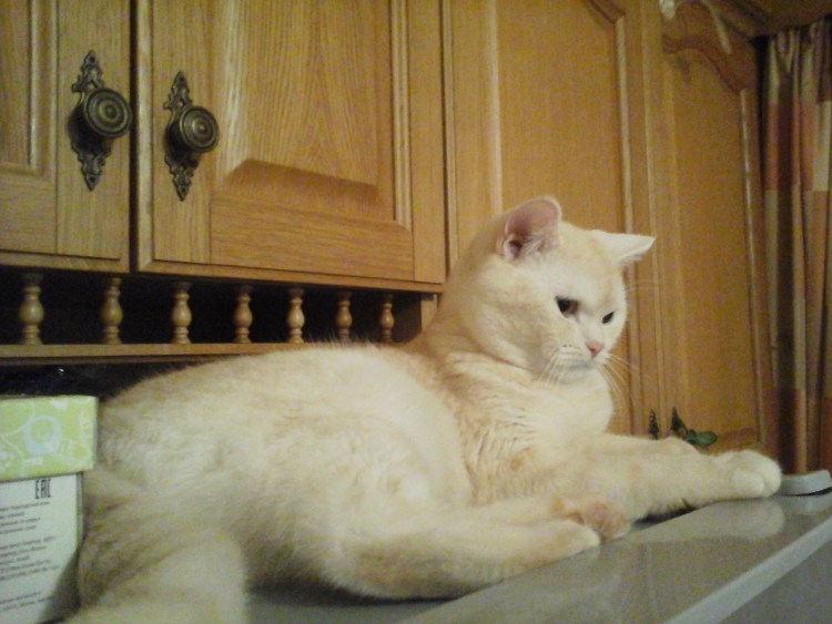 Британская короткошёрстная шиншилла