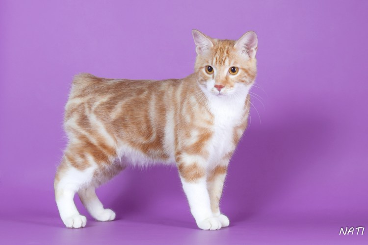 Тайская кошка оед поинт