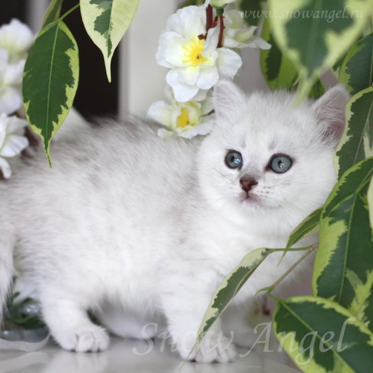 Персиковый британец котенок