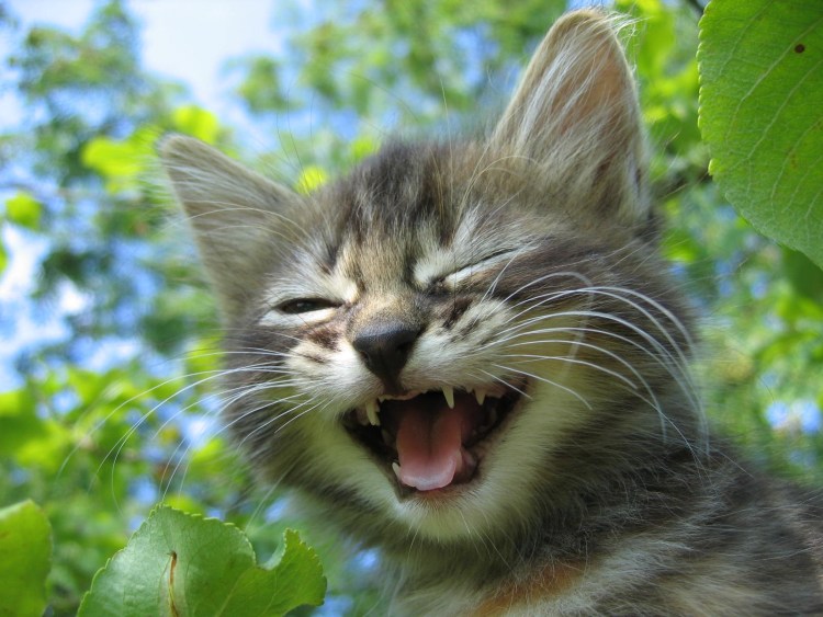 Веселый котик