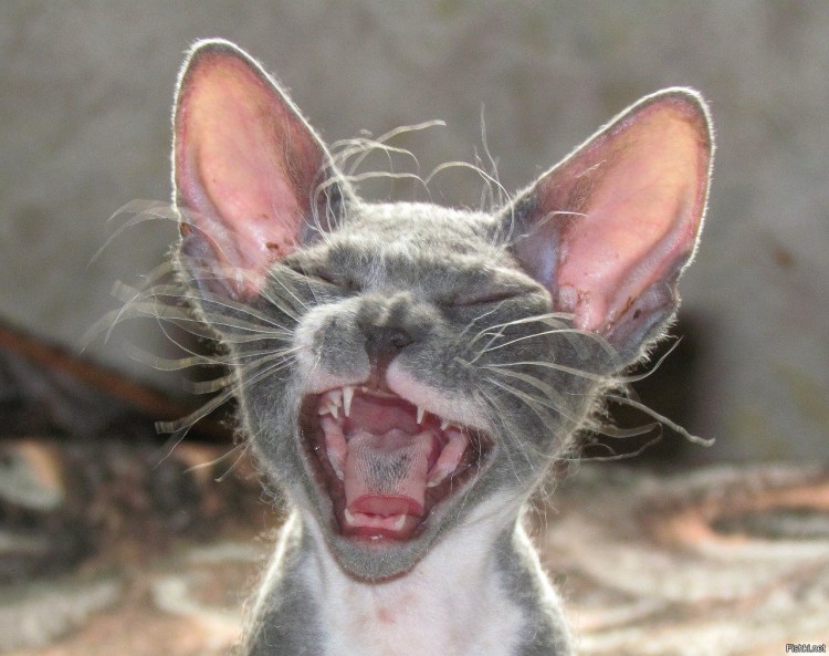 Ехидная улыбка кота