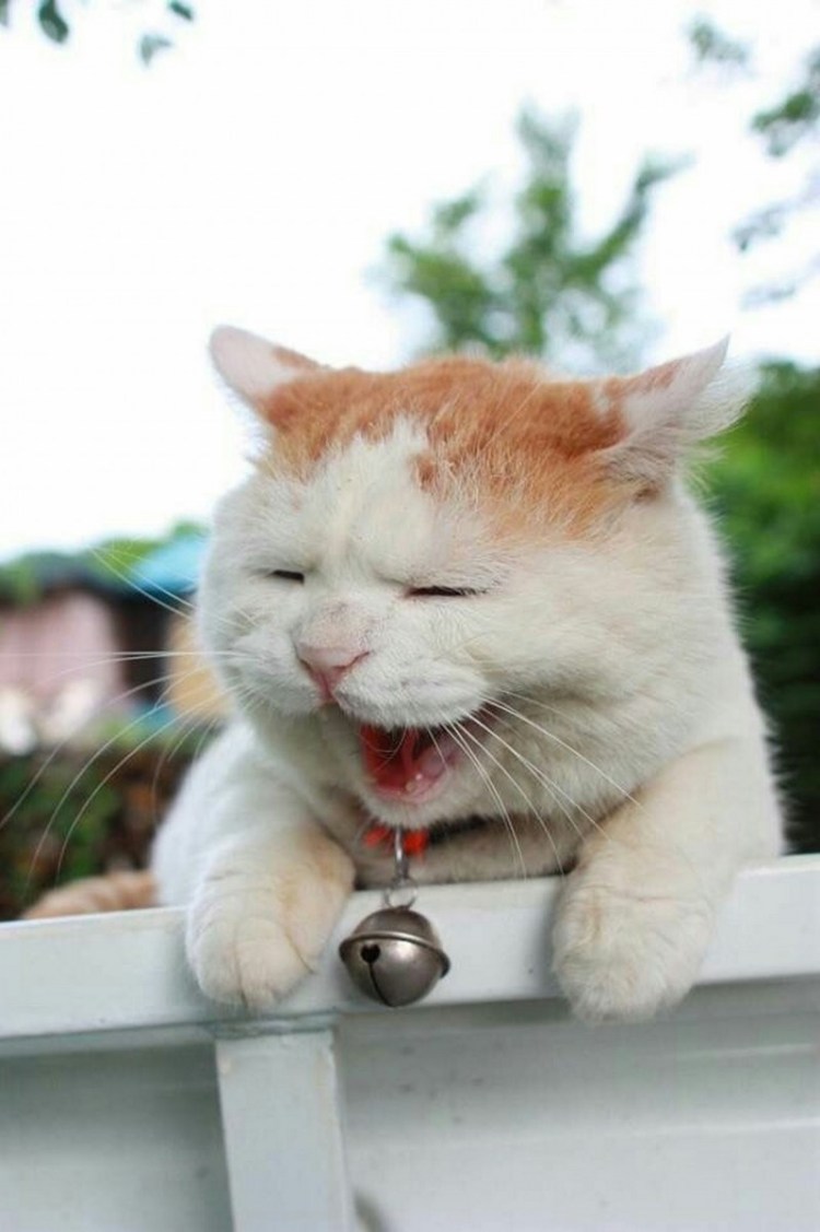 Рыжий кот зевает