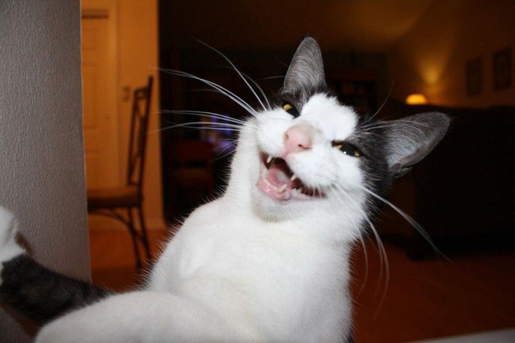 Радостный кот