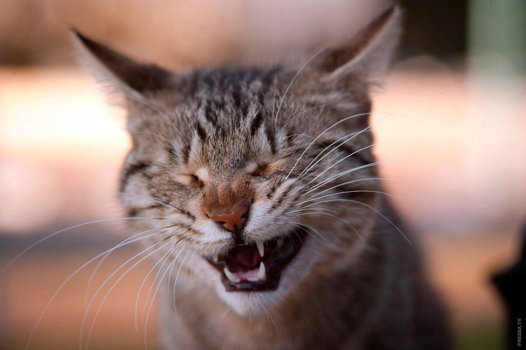 Кот смеется