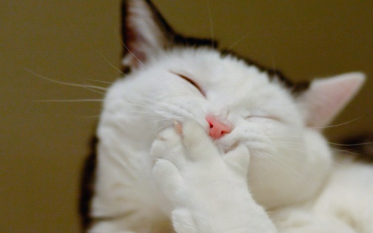 Кот лукаво улыбается