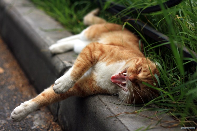 Котик смеется