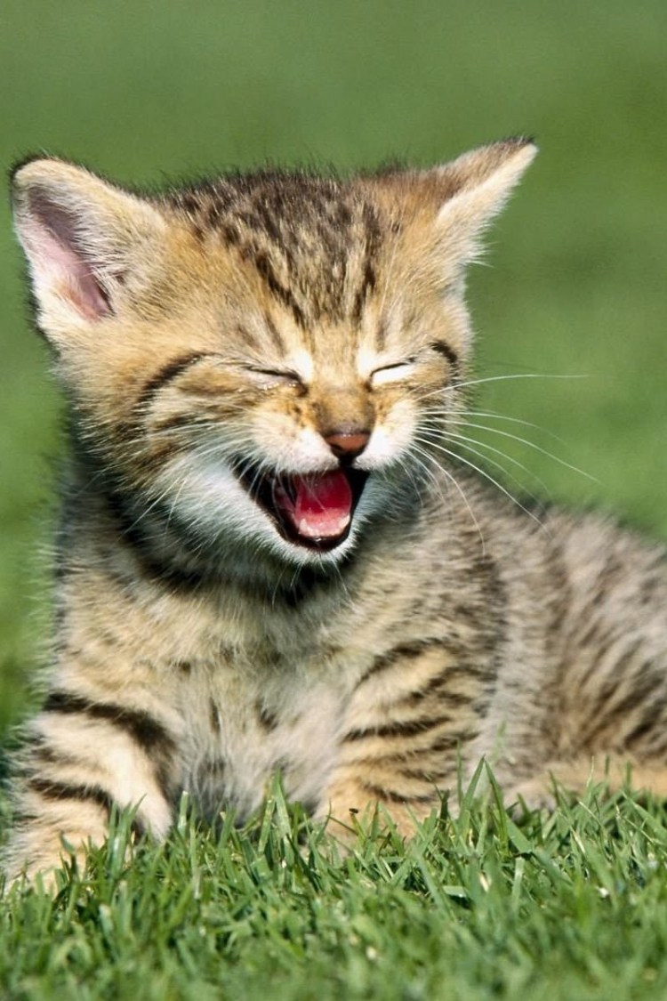 Аватарка смеющегося кота