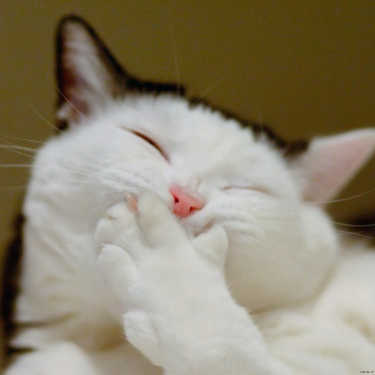 Рыжий кот на заборе