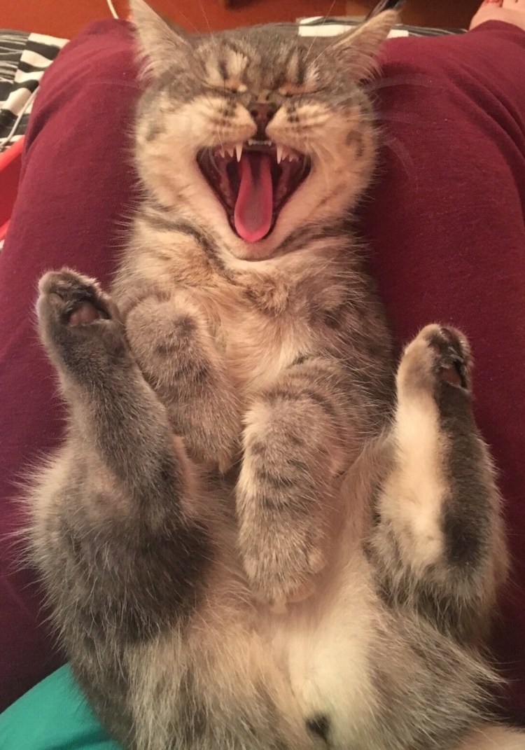 Смешной кот