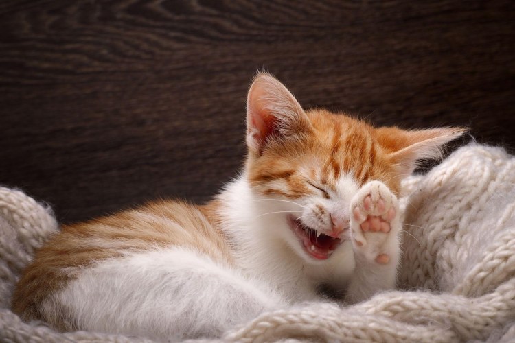 Котенок улыбается