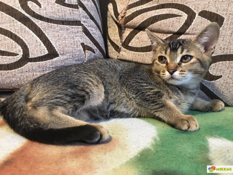 Метис абиссинца