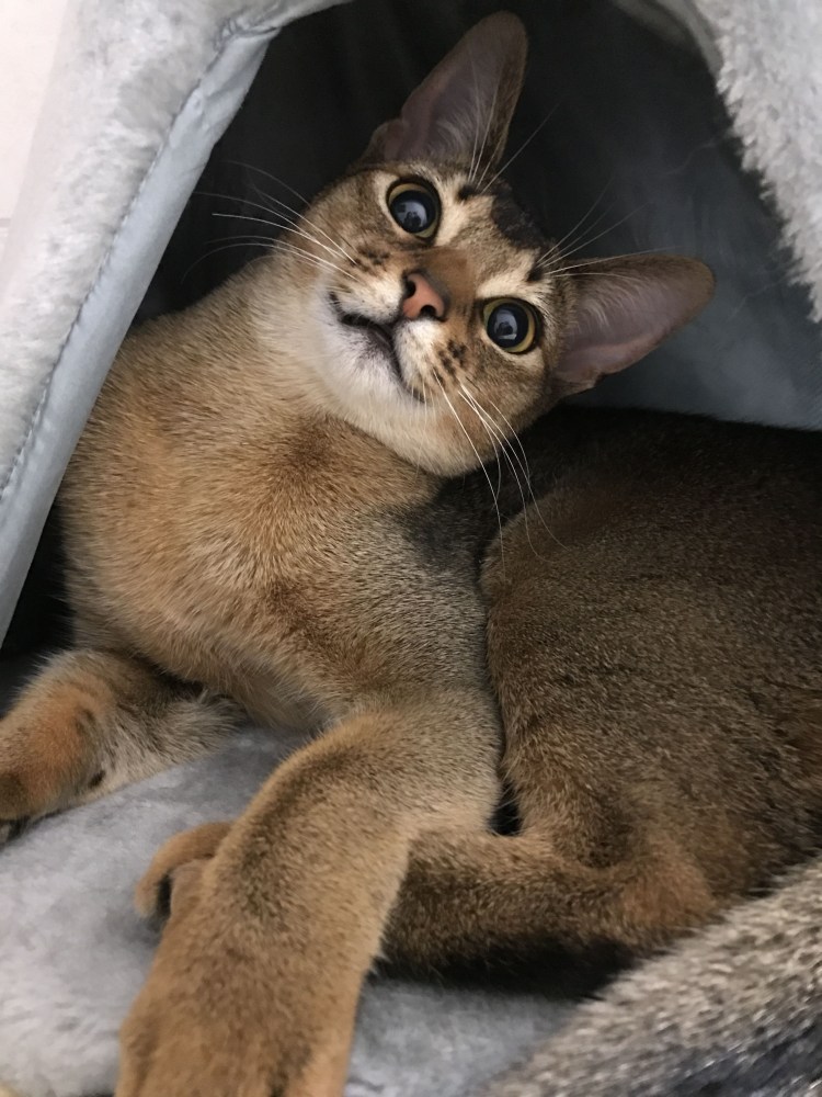 Метис Абиссинской кошки