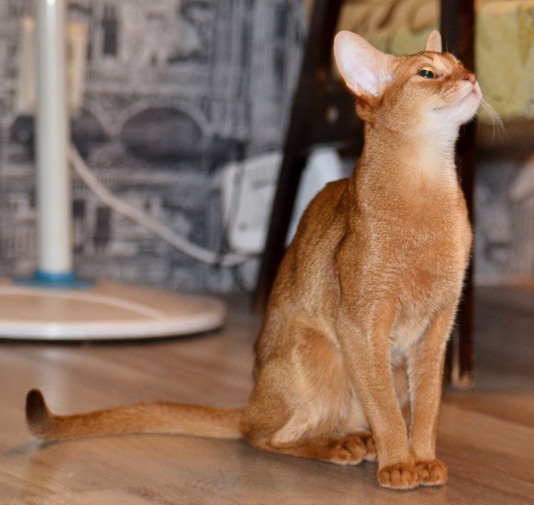 Метис Абиссинской и бенгальской