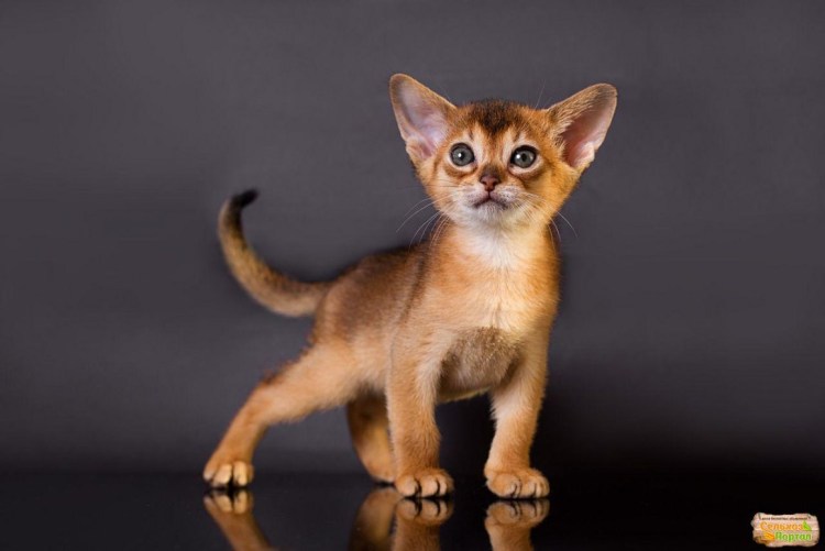 Абиссинец и бенгал метис