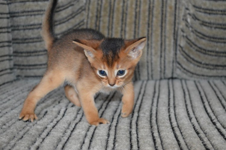 Абиссинцы много котят