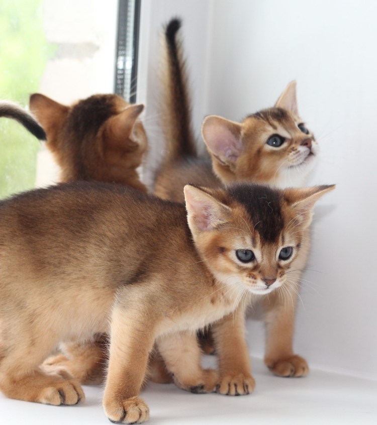 Питомник абиссинских кошек Казань