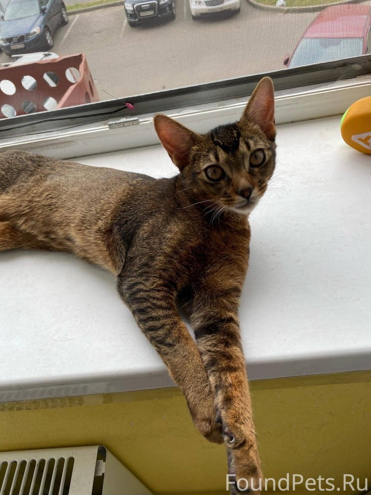 Абиссинец и бенгал метис