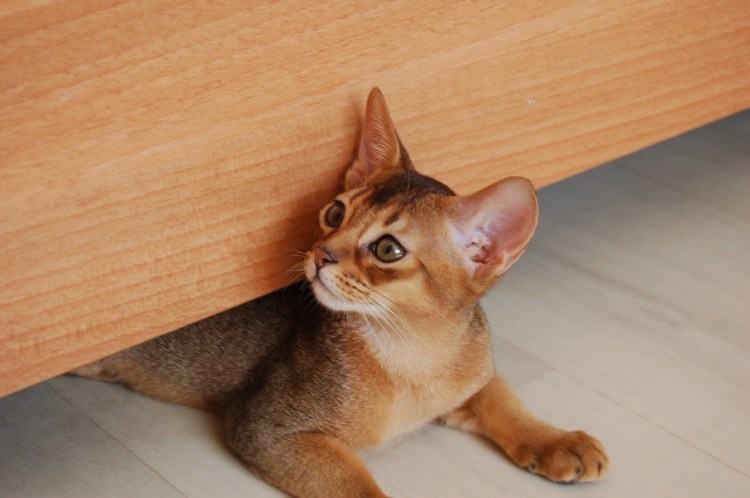 Абиссинские метисы