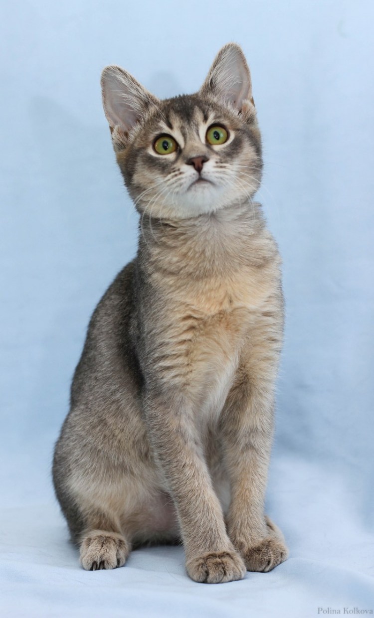 Абиссинец и бенгал метис