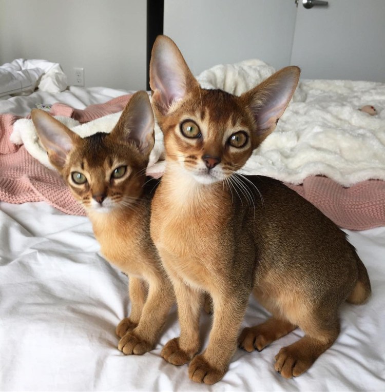 Абиссинская кошка