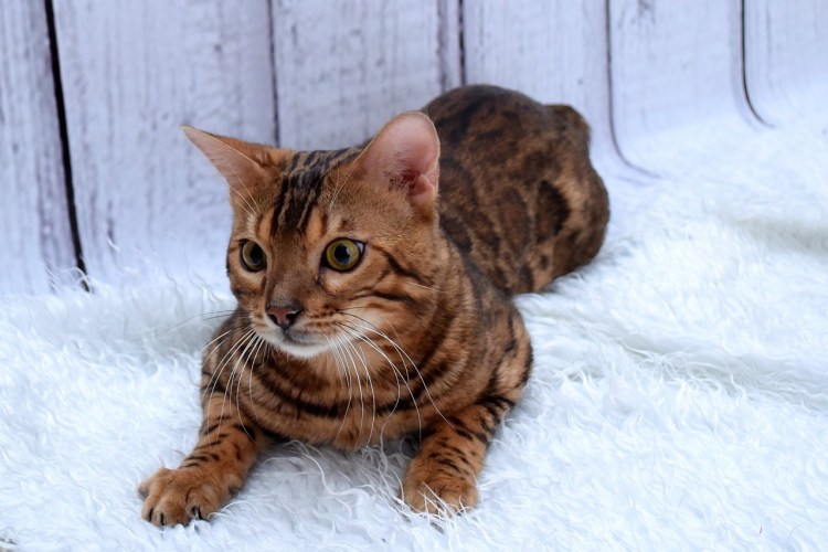 Абиссинец и бенгал метис