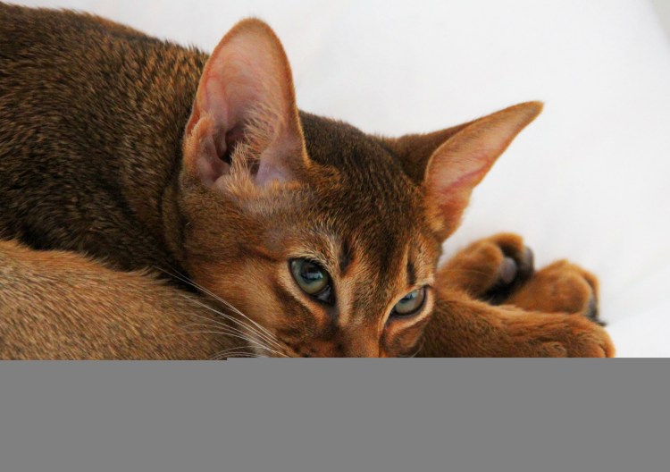 Два абиссинских котят