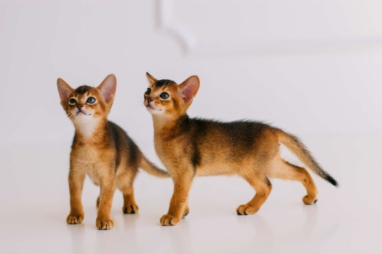 Смесь абиссинца и ориентала